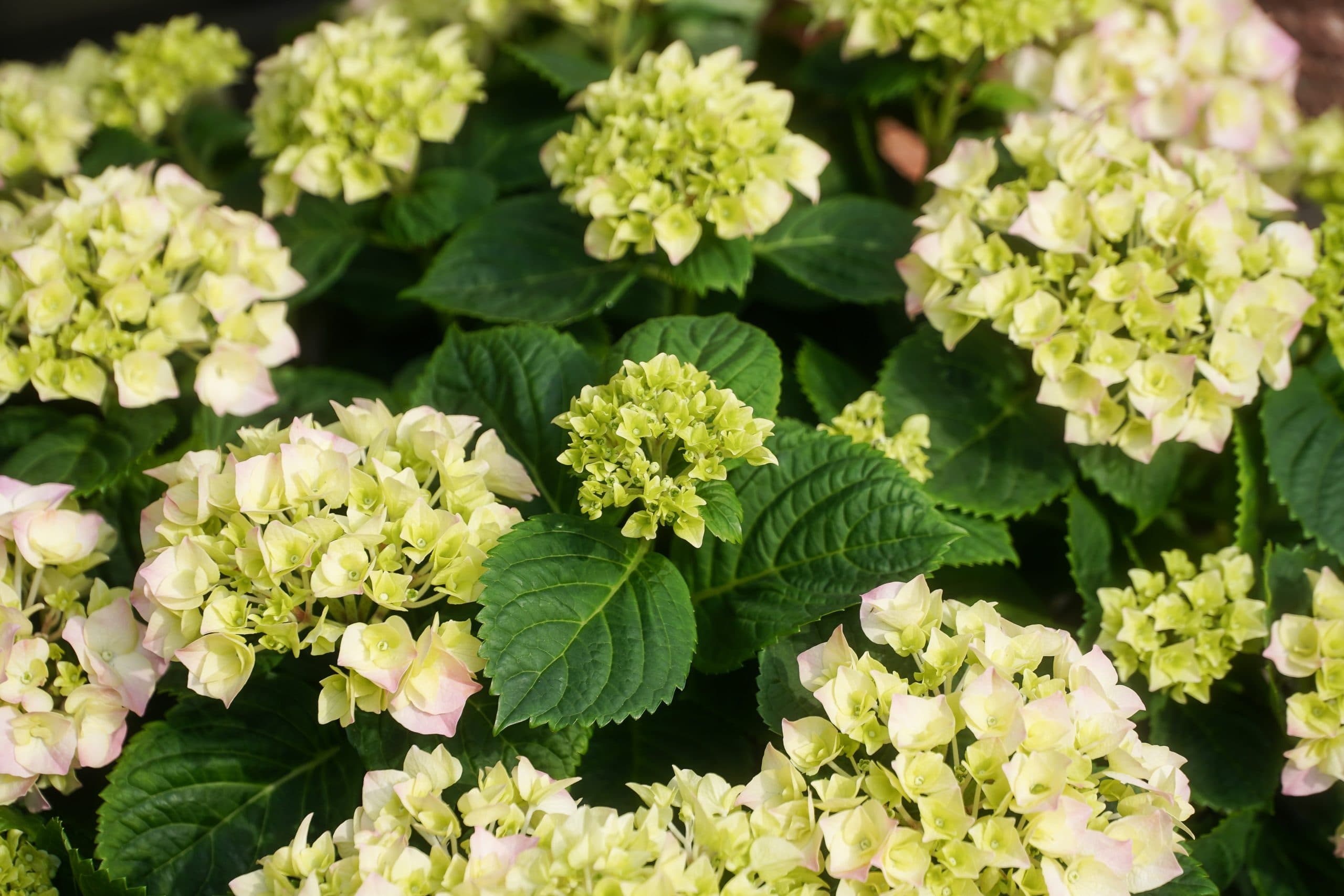 Hydrangea