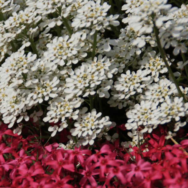 Alyssum