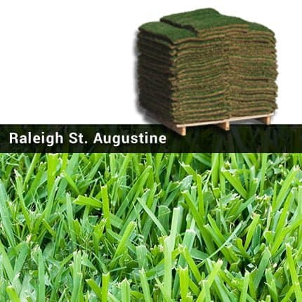 Raleigh St. Augustine Grass Pallets