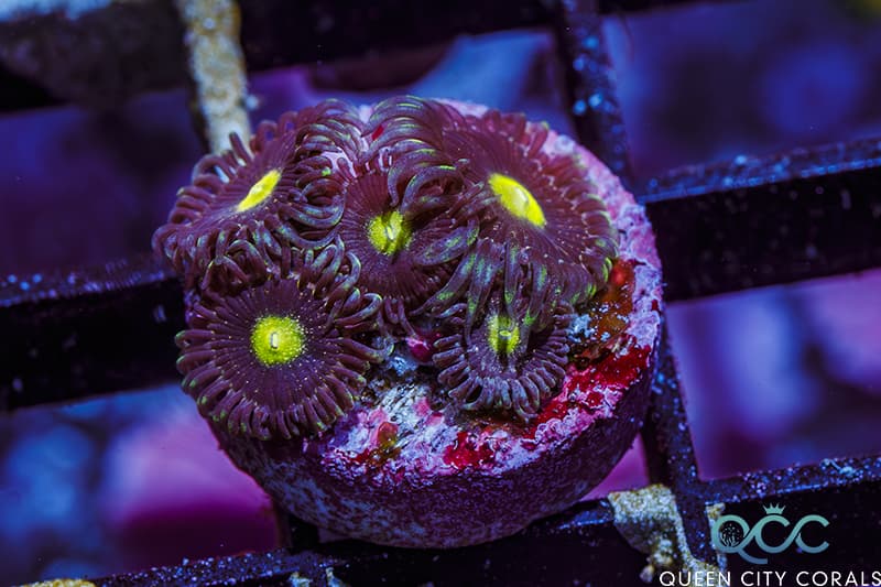 CK Bozo’s Birthday Zoa – (WYSIWYG)