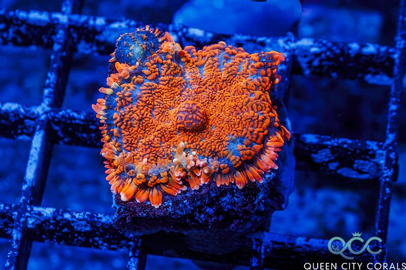 Fireball Rhodactis Mushroom – (WYSIWYG)