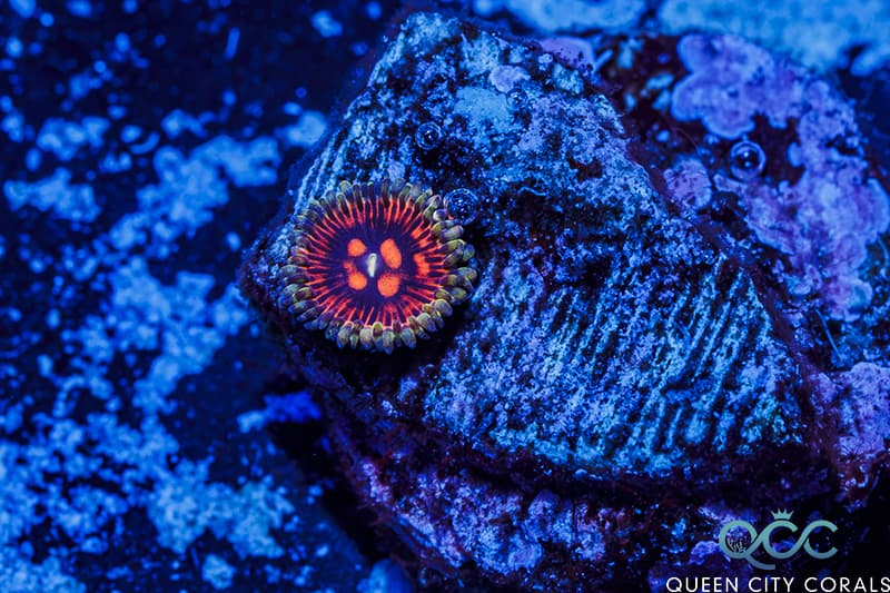 Flaming Brohican Zoa – (WYSIWYG)