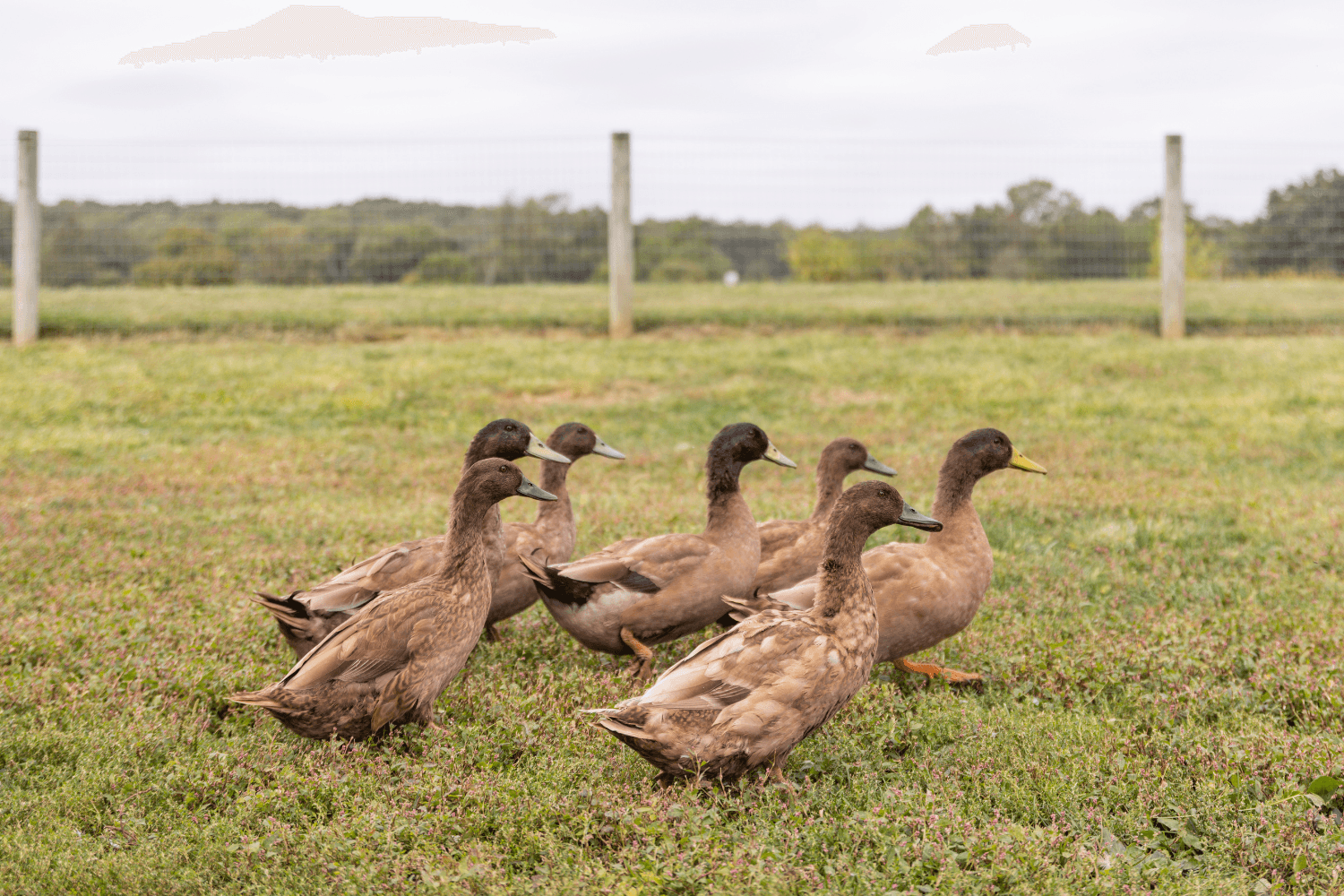 Male Khaki Campbell Ducklings - thumbnail 2