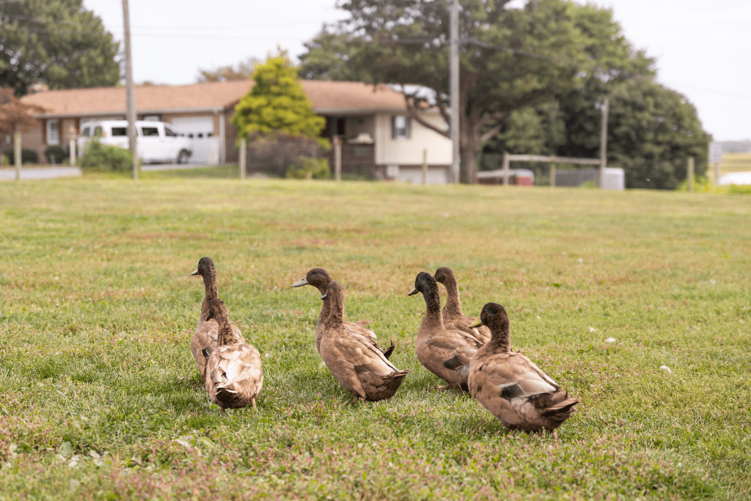 Male Khaki Campbell Ducklings - thumbnail 3