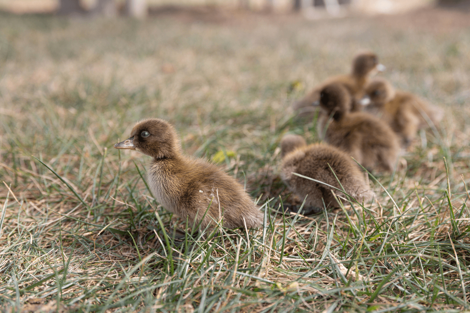 Male Khaki Campbell Ducklings - thumbnail 4
