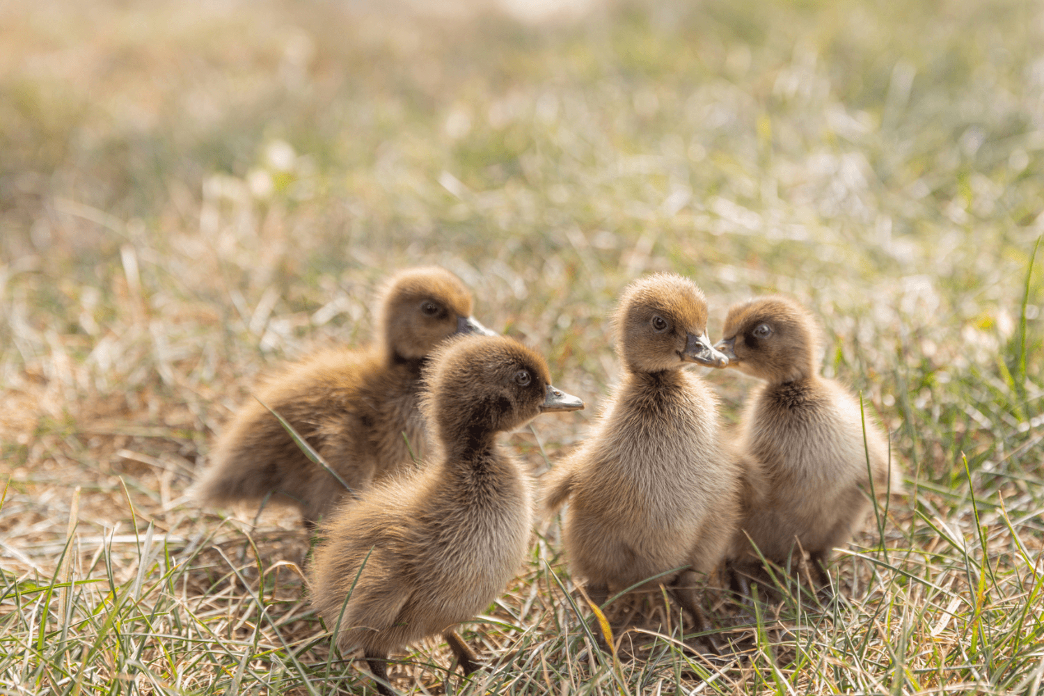 Male Khaki Campbell Ducklings - thumbnail 5