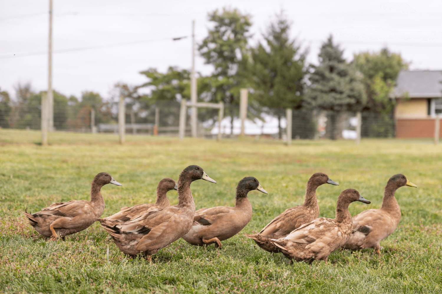 Male Khaki Campbell Ducklings