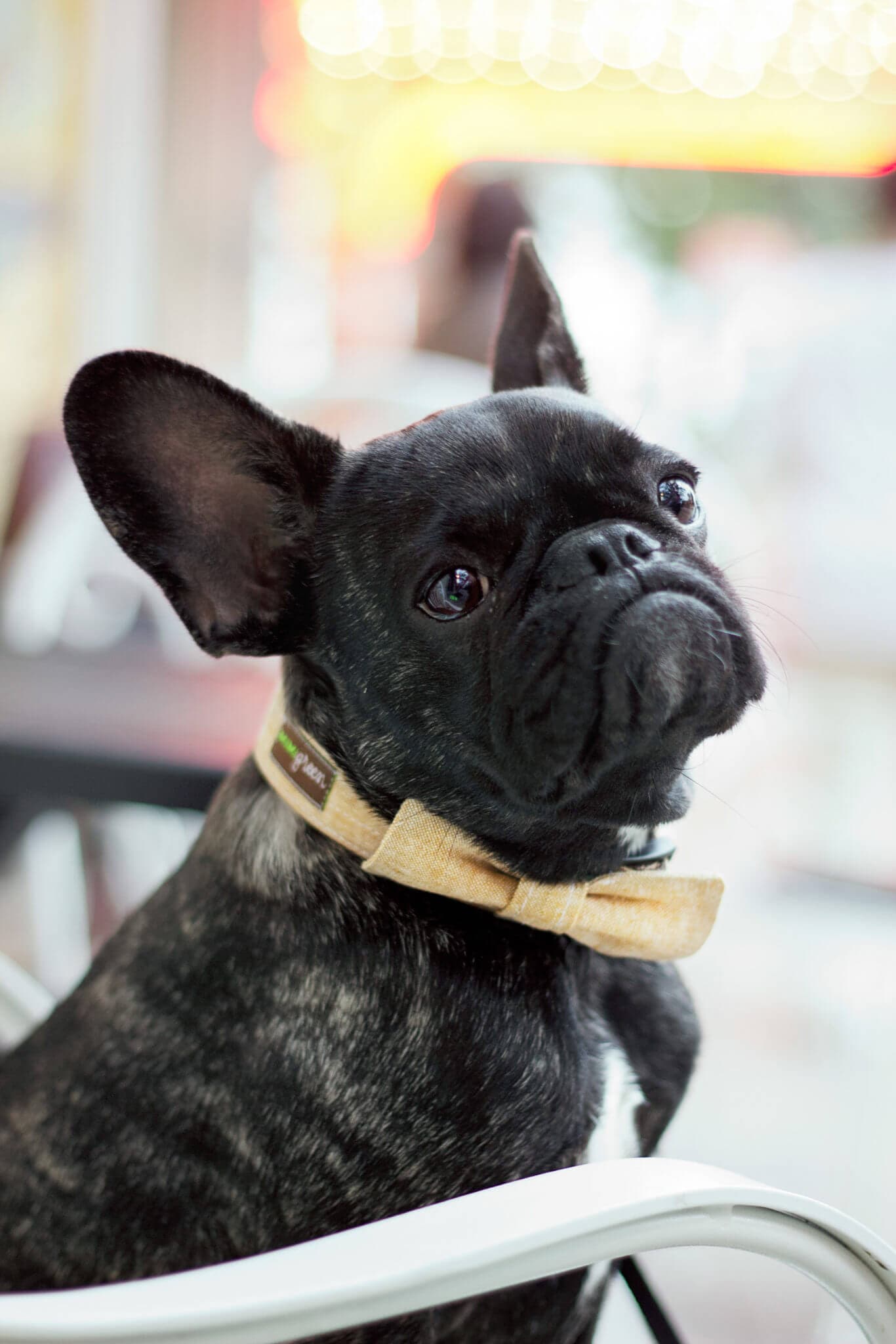 Linen Martingale Dog Collar - thumbnail 4