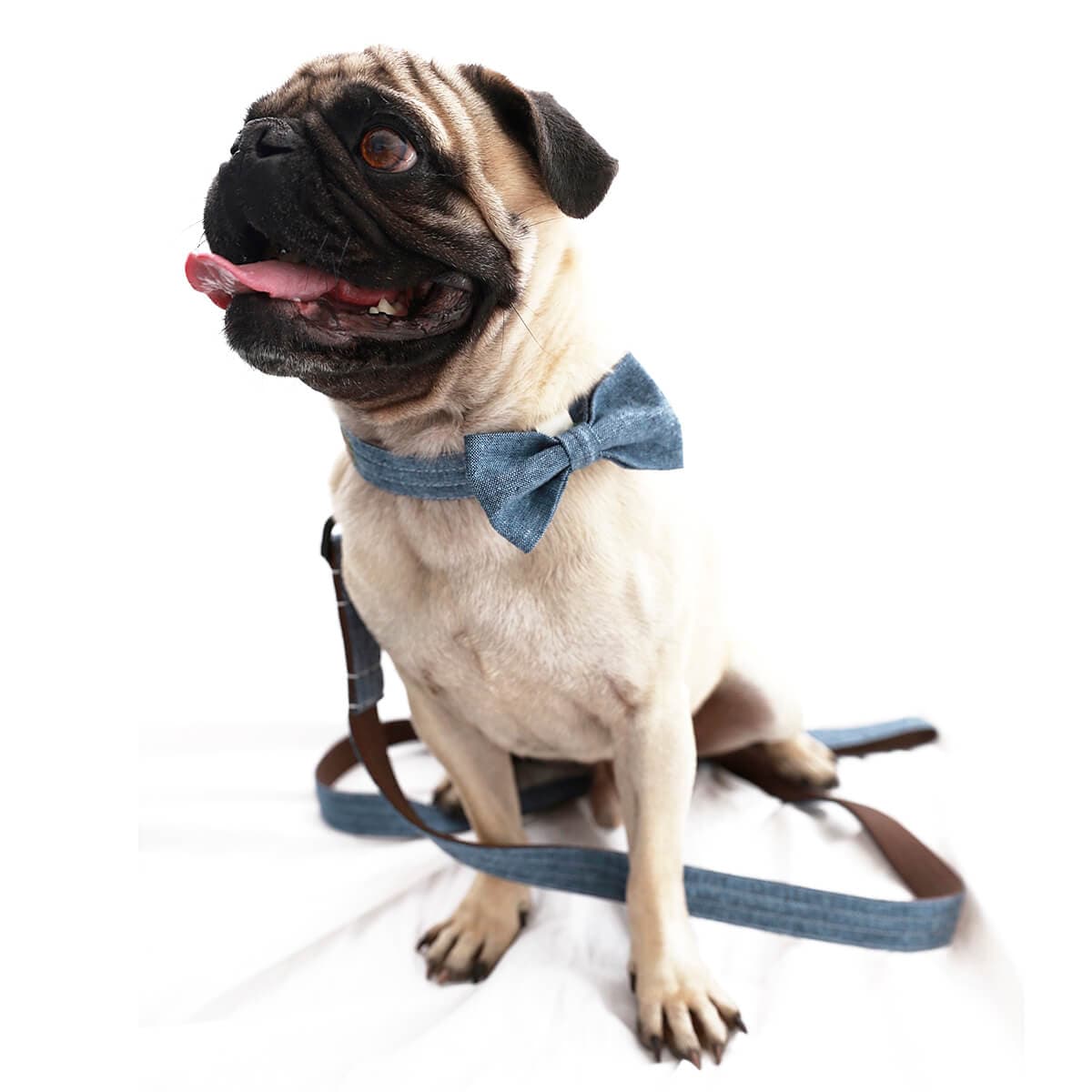 Linen Martingale Dog Collar - thumbnail 10
