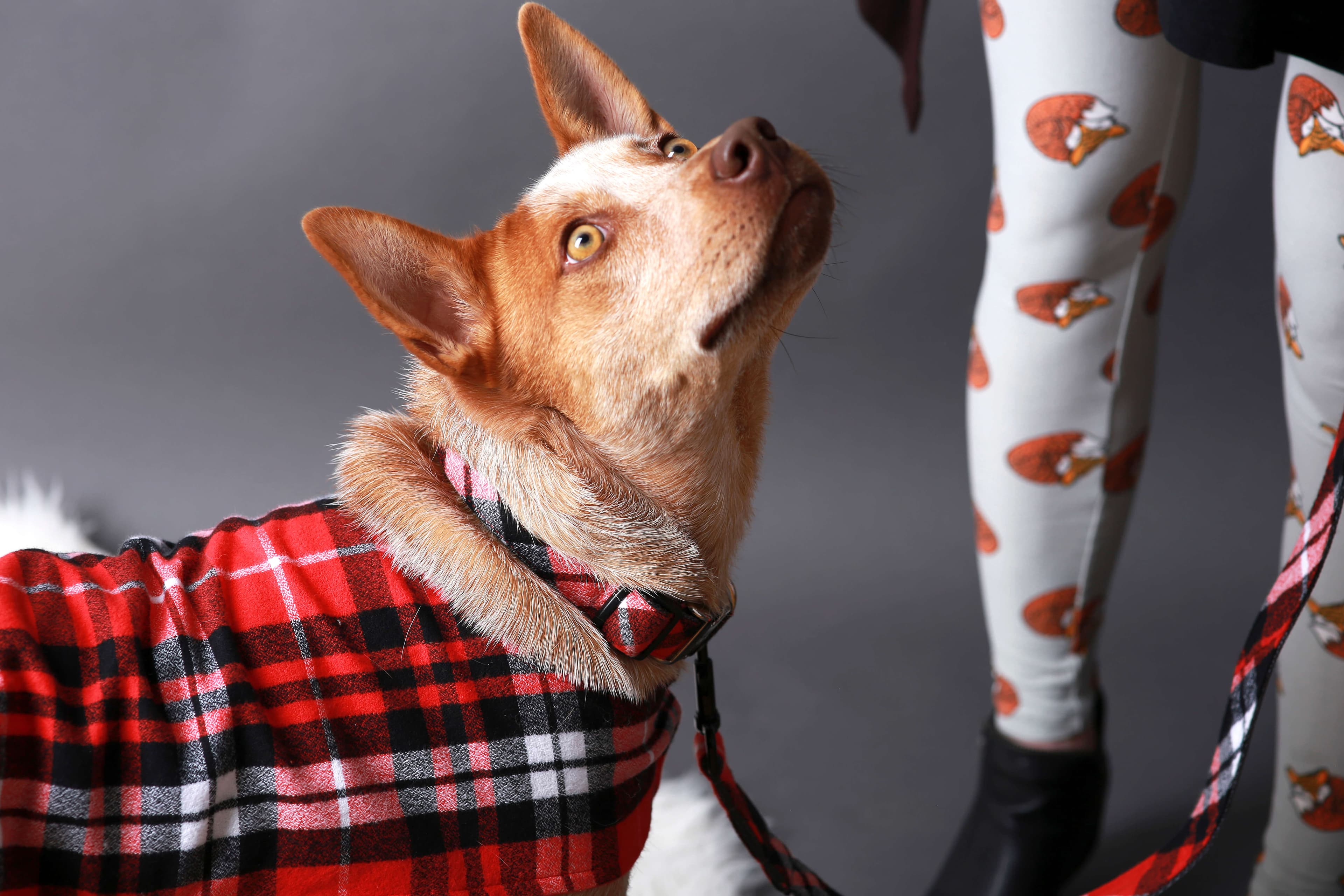 Flannel PJs Fi Compatible Dog Collar | Red or Blue - thumbnail 6