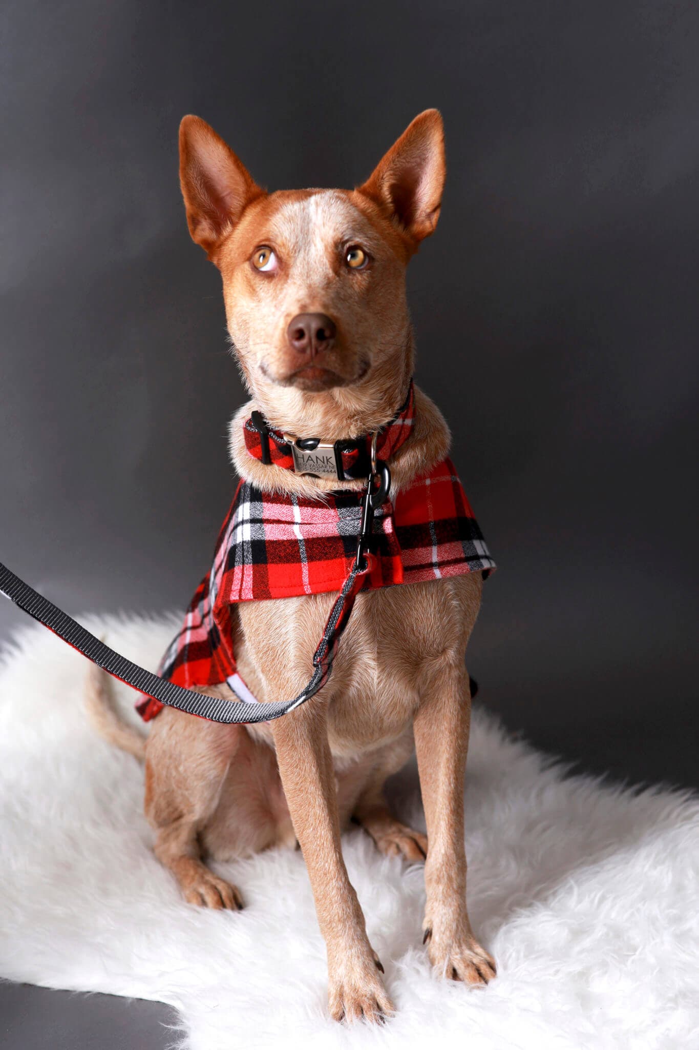 Flannel PJs Fi Compatible Dog Collar | Red or Blue - thumbnail 8