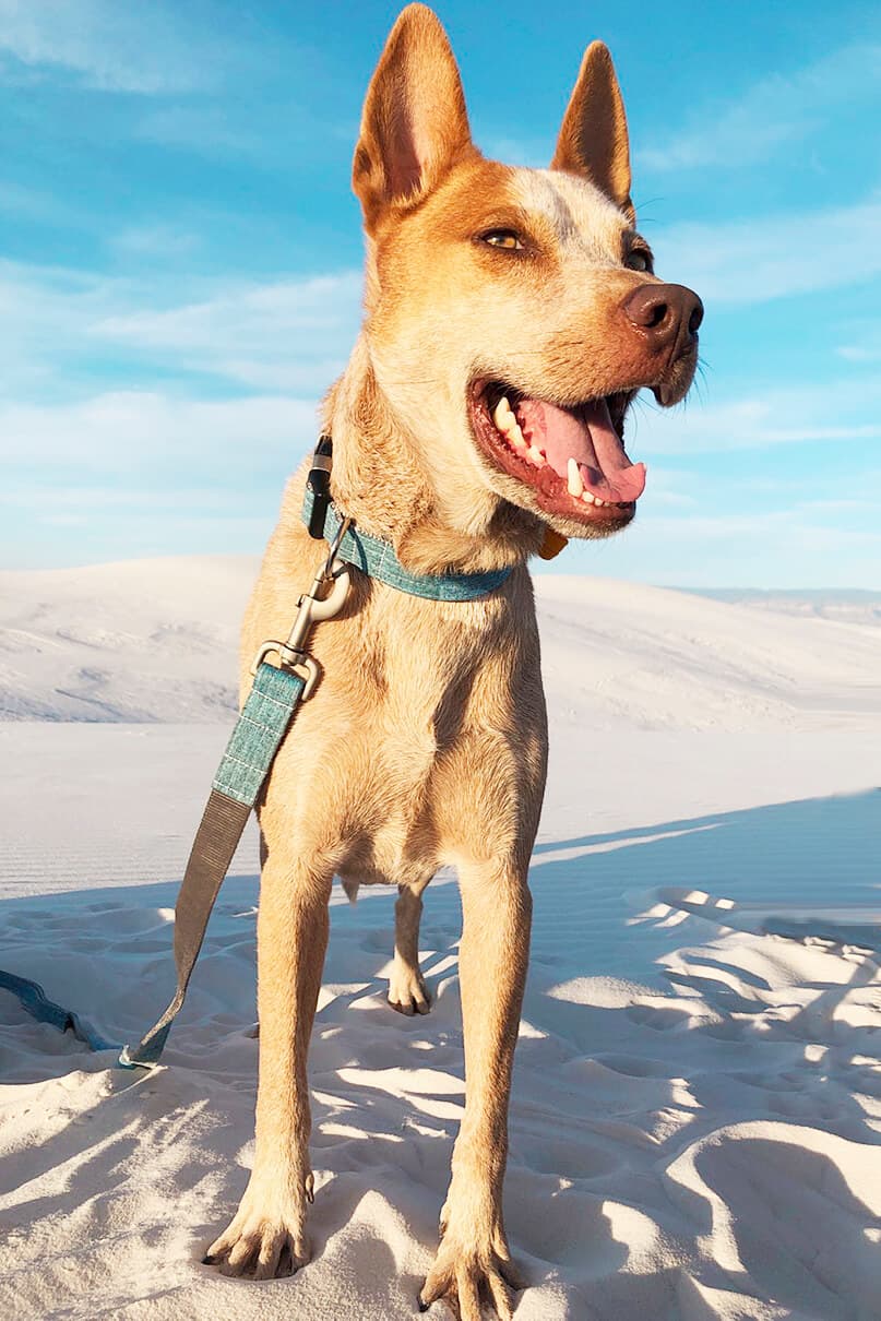 Linen Martingale Dog Collar - thumbnail 2