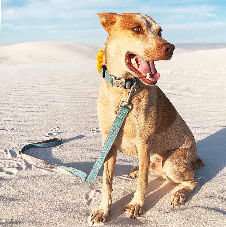 Linen Martingale Dog Collar - thumbnail 9