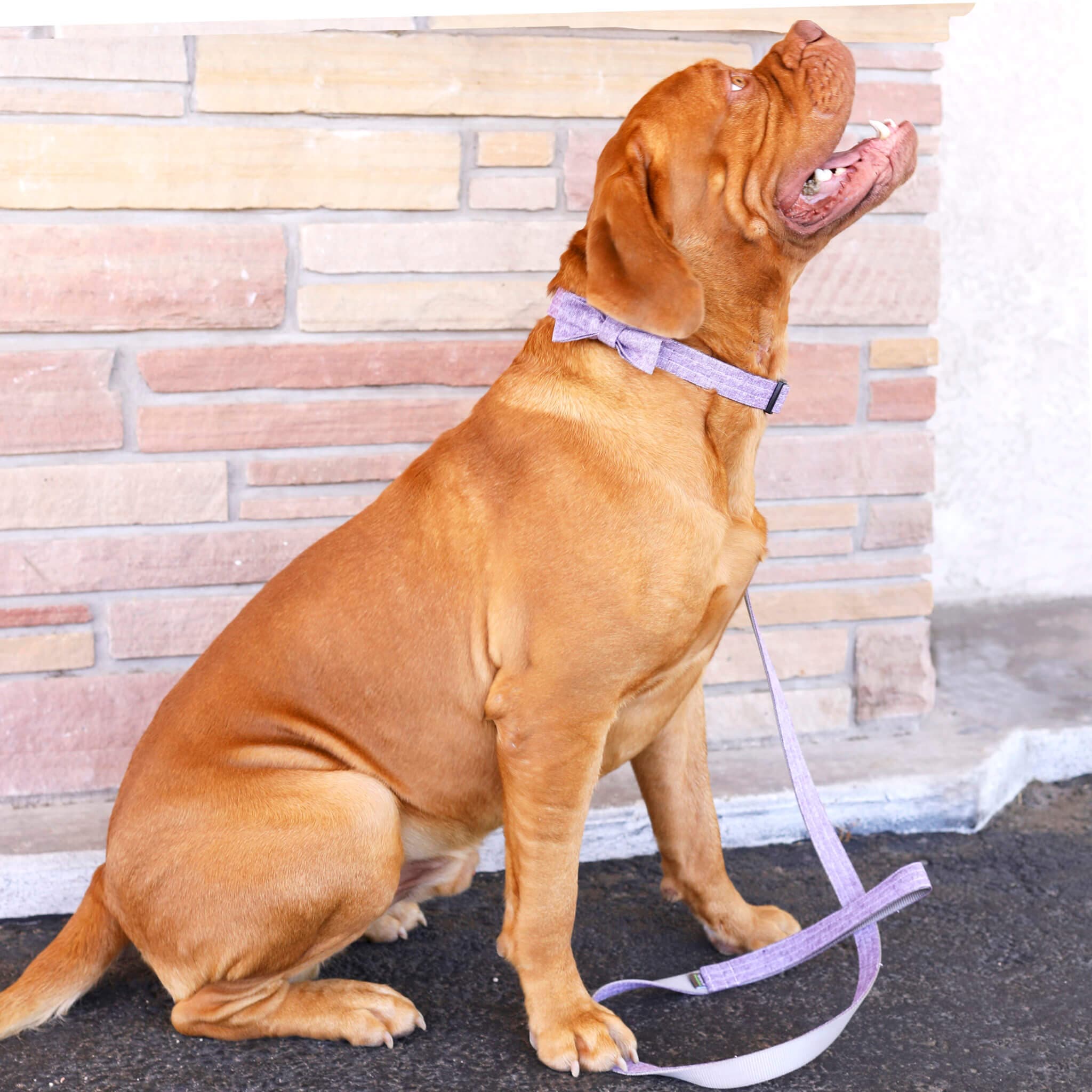 Linen Martingale Dog Collar - thumbnail 8