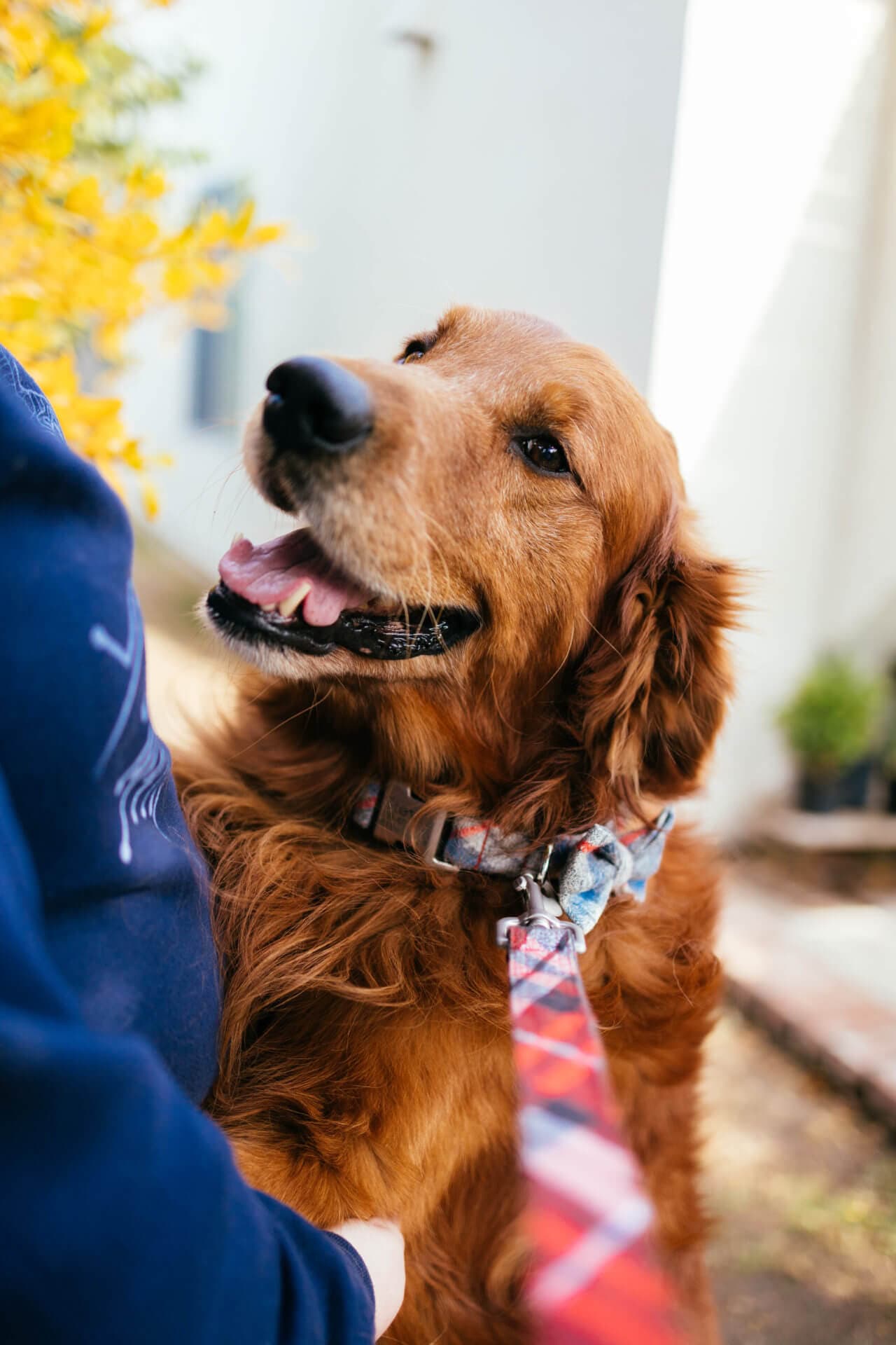 Flannel PJs Fi Compatible Dog Collar | Red or Blue - thumbnail 4