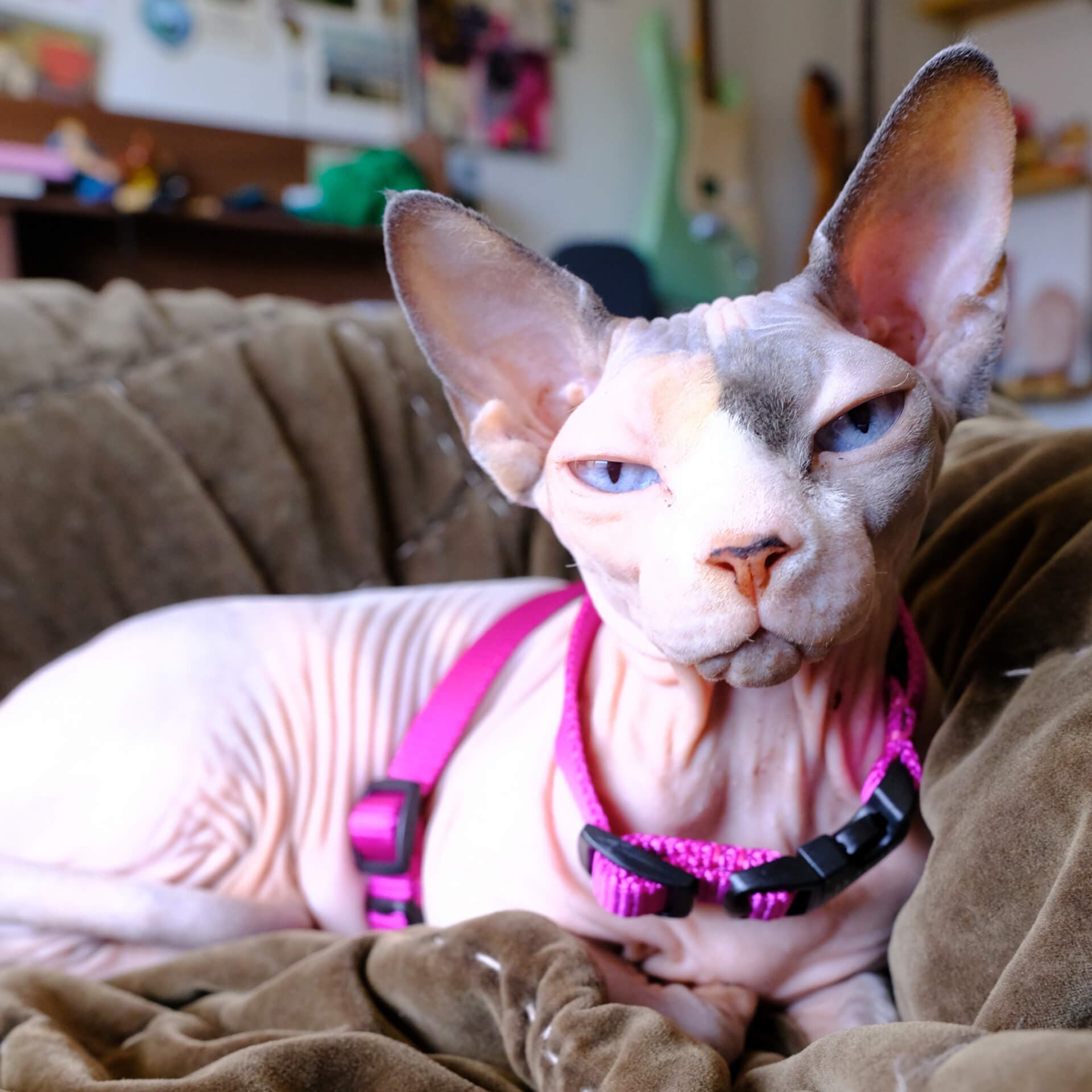 Nylon Cat Harness – Optional Personalized Buckle - thumbnail 2
