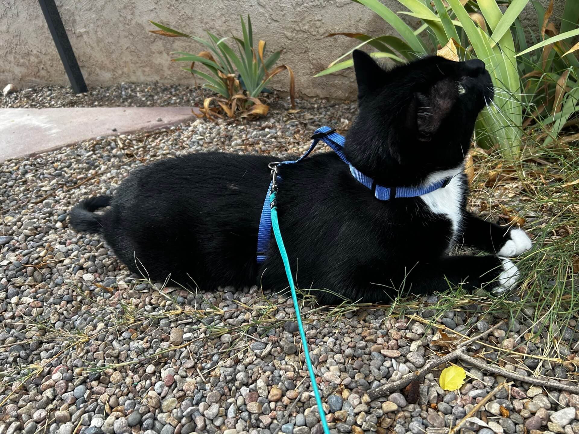 Nylon Cat Harness – Optional Personalized Buckle - thumbnail 7
