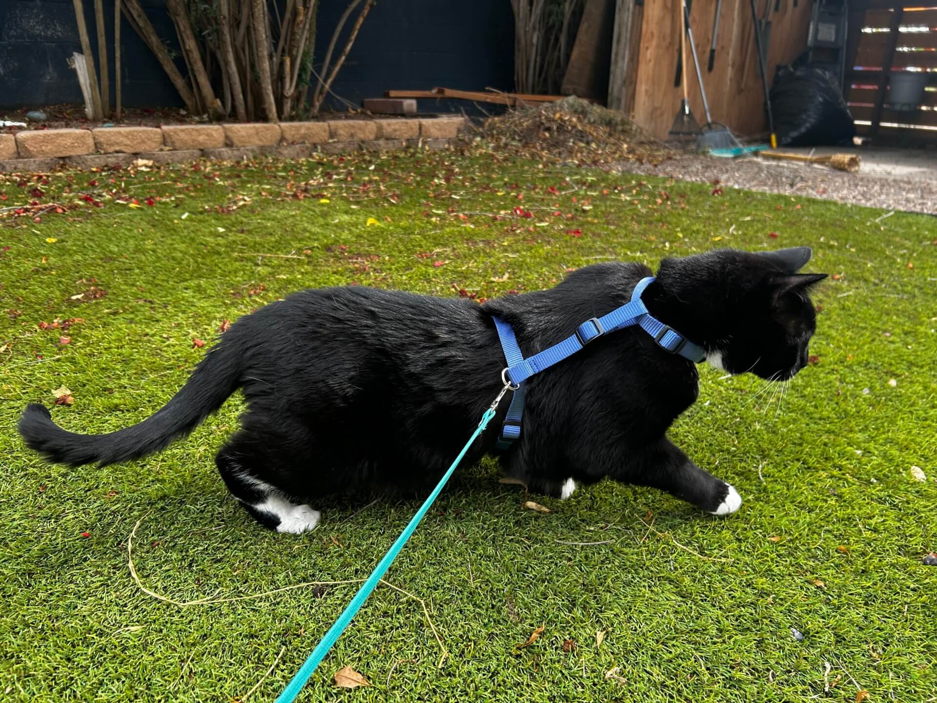 Nylon Cat Harness – Optional Personalized Buckle - thumbnail 9