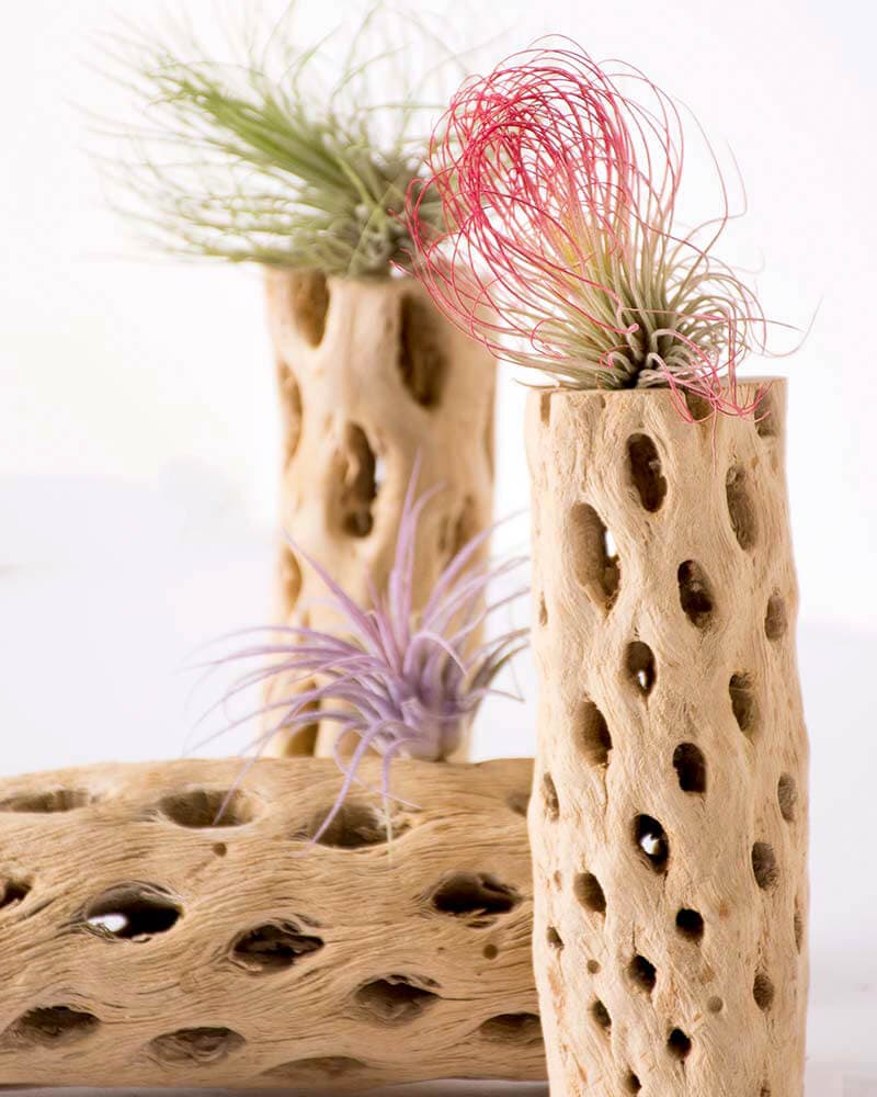 Cholla Wood Air Plant Set - thumbnail 3