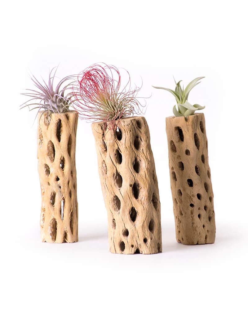 Cholla Wood Air Plant Set - thumbnail 4