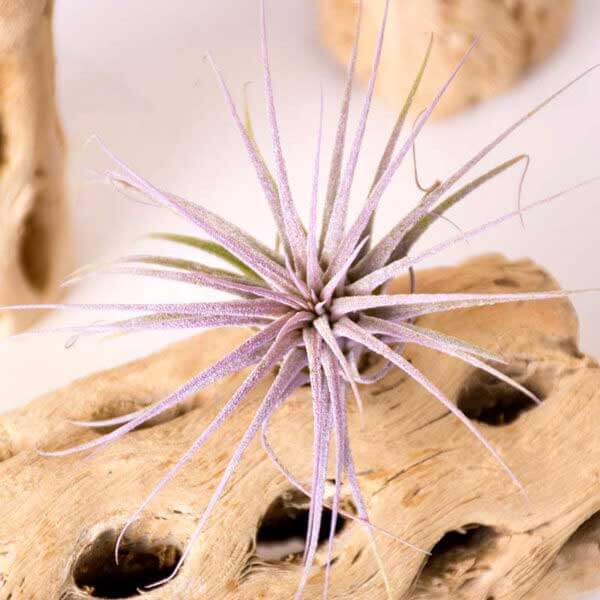 Cholla Wood Air Plant Set - thumbnail 2