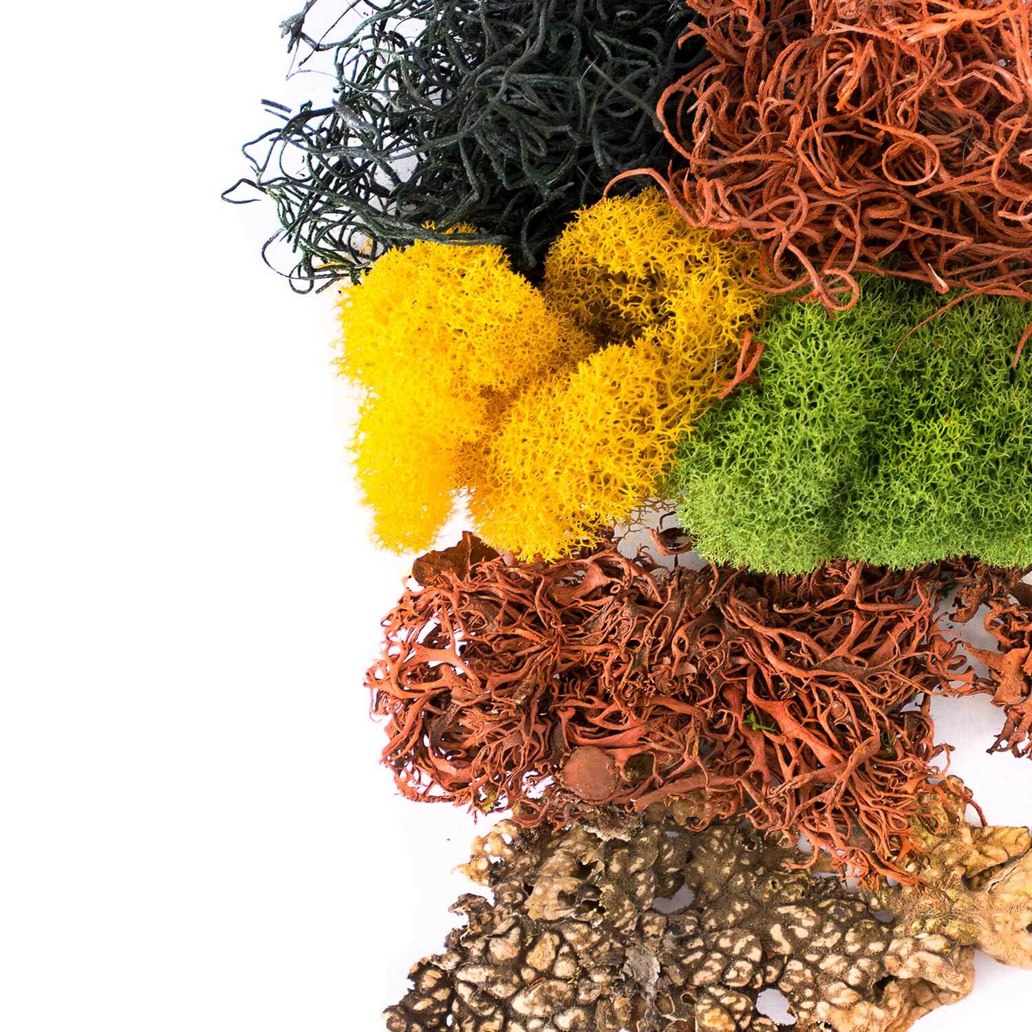 Halloween Moss Mix - thumbnail 5