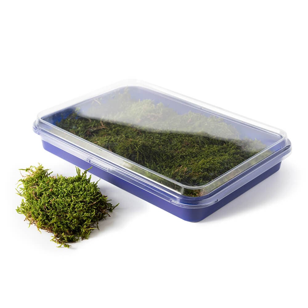Fresh Sheet Moss, Live