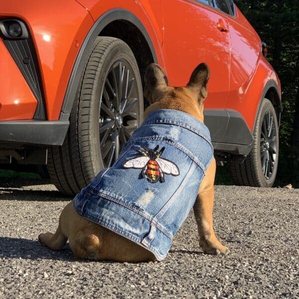 Bee-Bee Denim Vest For Dogs - thumbnail 5