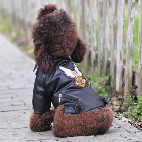 BORN WILD Leather Biker Dog Jacket - thumbnail 7