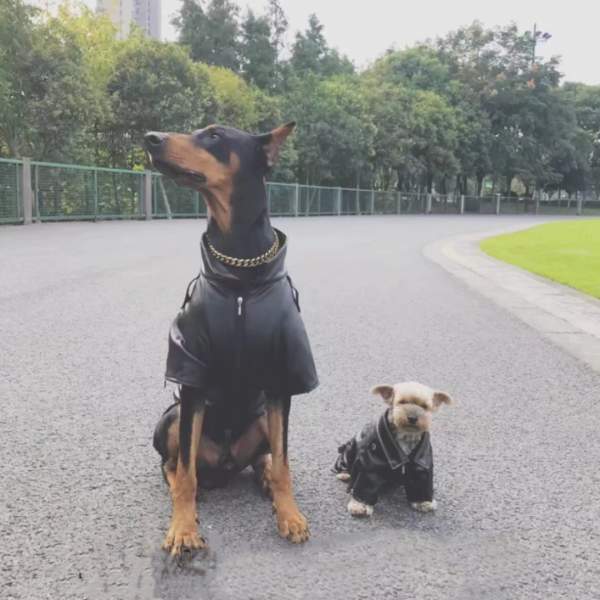 BORN WILD Leather Biker Dog Jacket - thumbnail 3