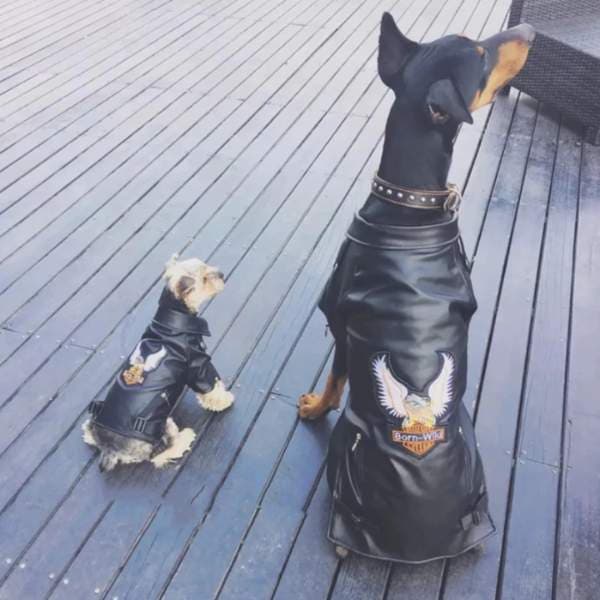 BORN WILD Leather Biker Dog Jacket - thumbnail 2