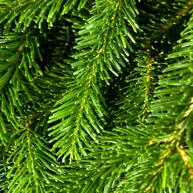 Pine Needles – Car Diffuser