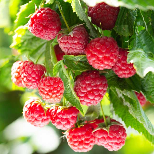 Raspberry – Car Diffuser