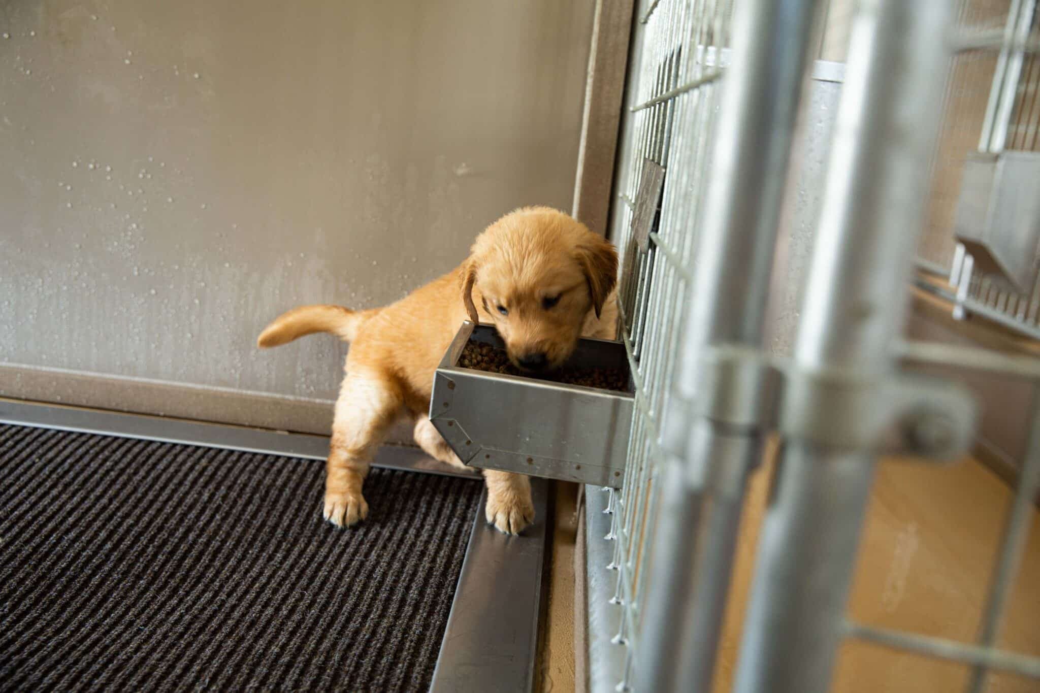 14×26 9-Run Commercial Kennel - thumbnail 2