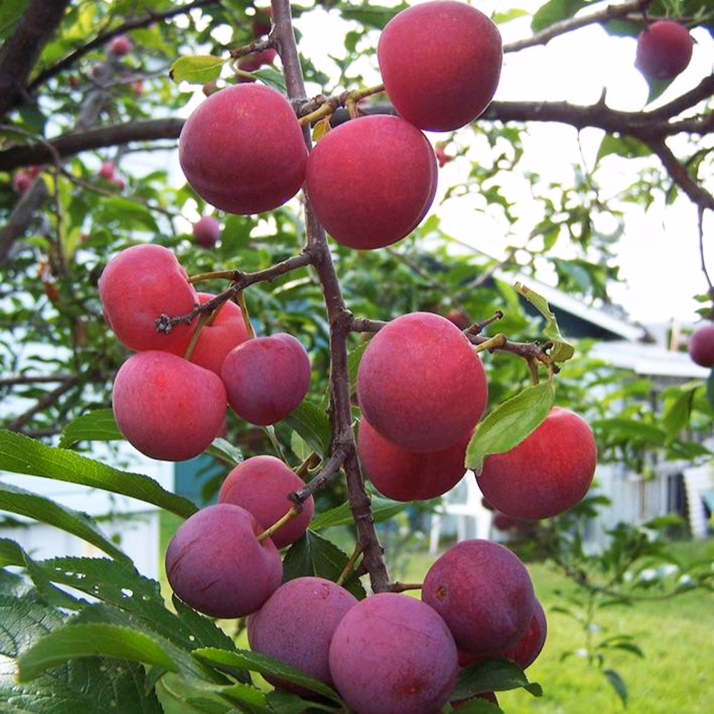 Bubblegum Toka Plum Tree