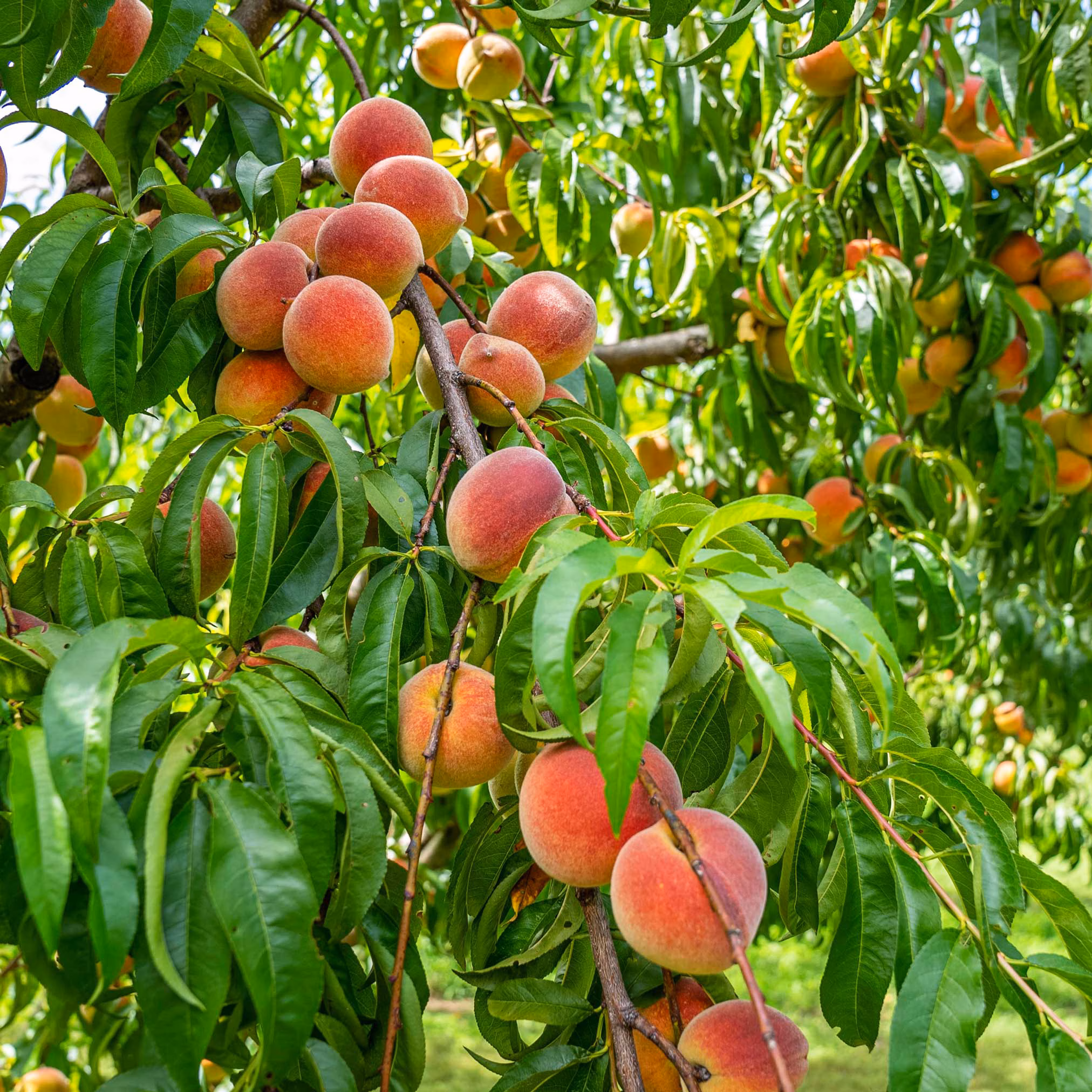 Contender Peach Tree