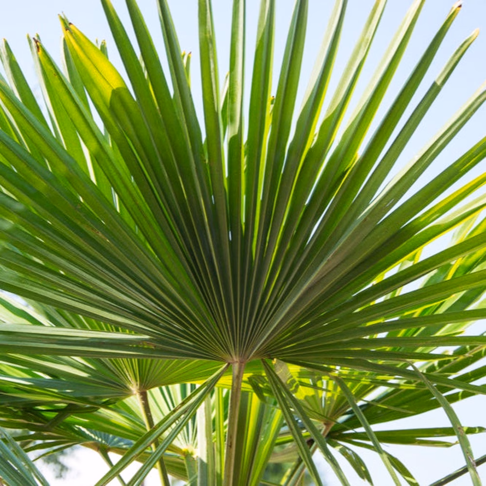 Dwarf Palmetto Tree