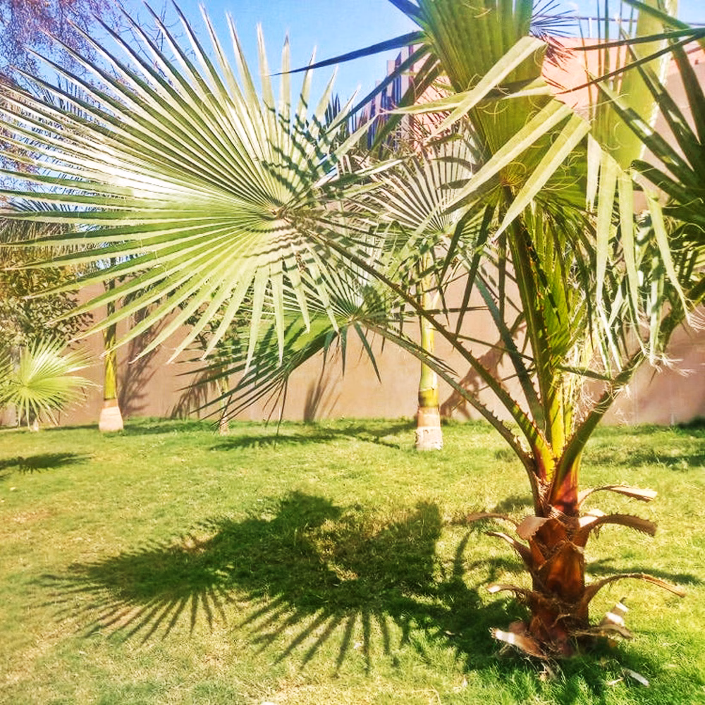 Dwarf Palmetto Tree - thumbnail 2