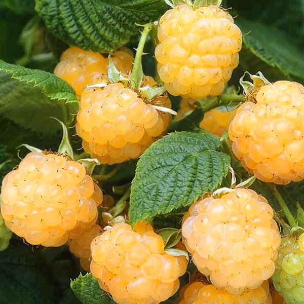 Fall Gold Raspberry - thumbnail 3
