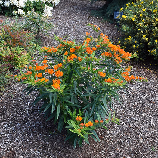 Gay Butterflies Milkweed - thumbnail 2