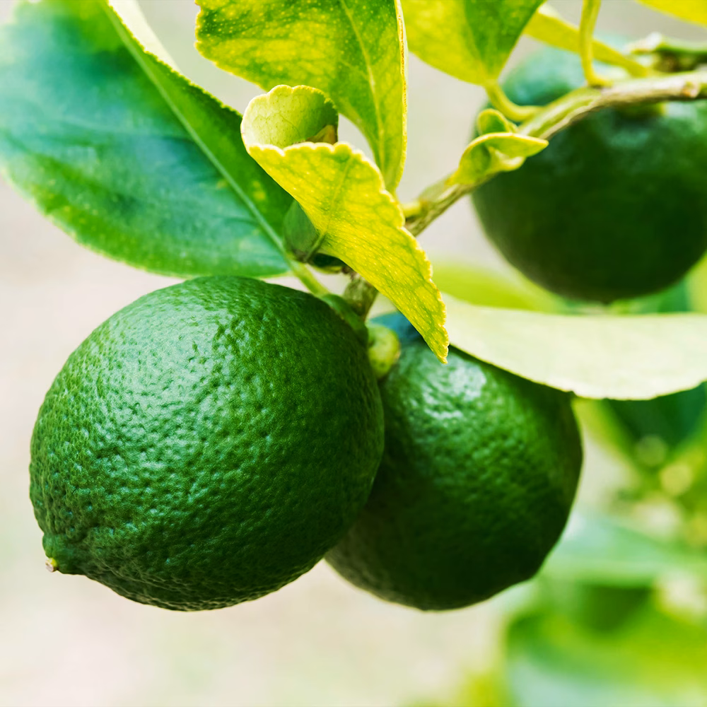 Key Lime Bush