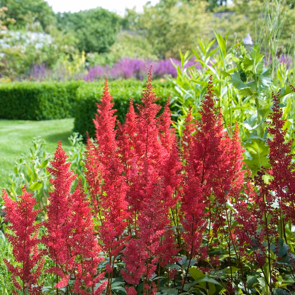 Mighty® Chocolate Cherry Astilbe