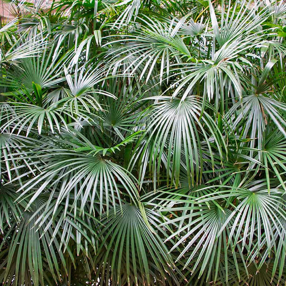 Needle Palm - thumbnail 2