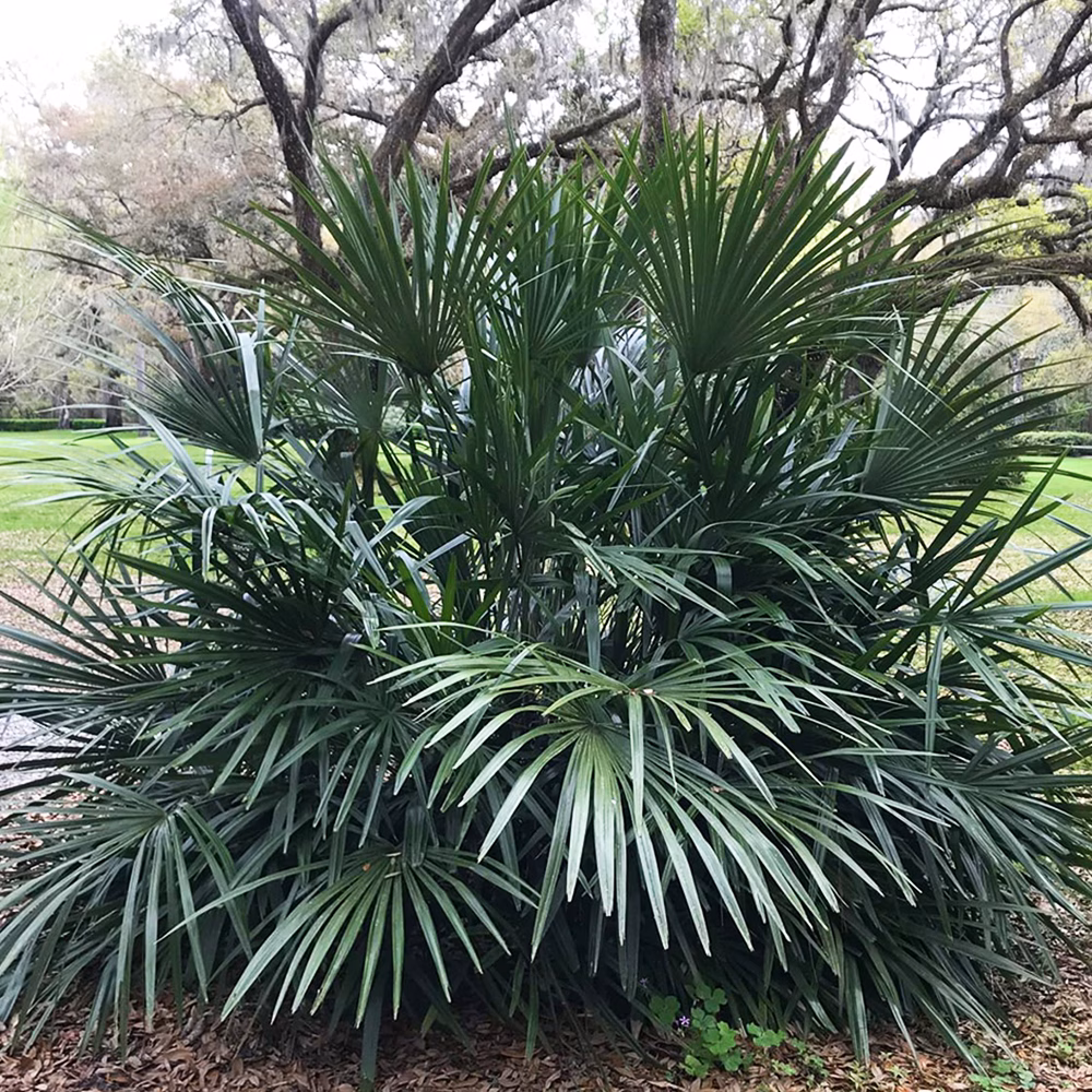 Needle Palm - thumbnail 3