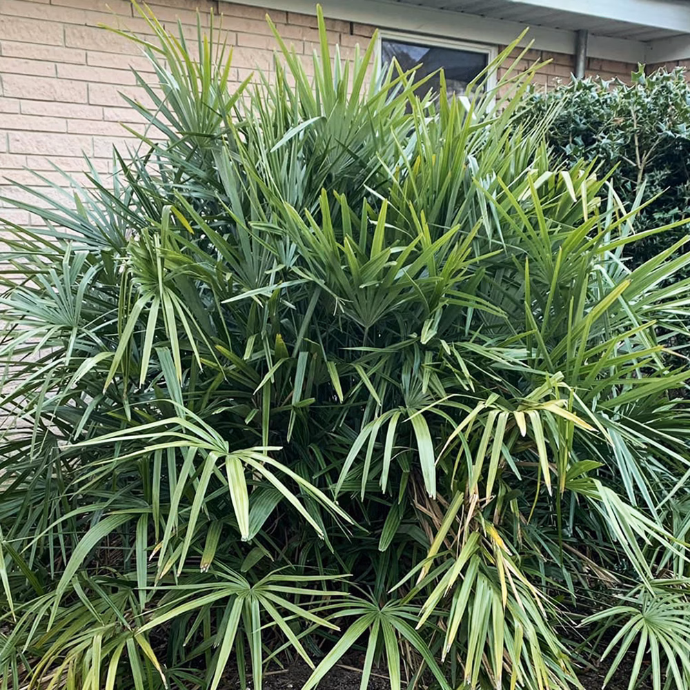 Needle Palm - thumbnail 4