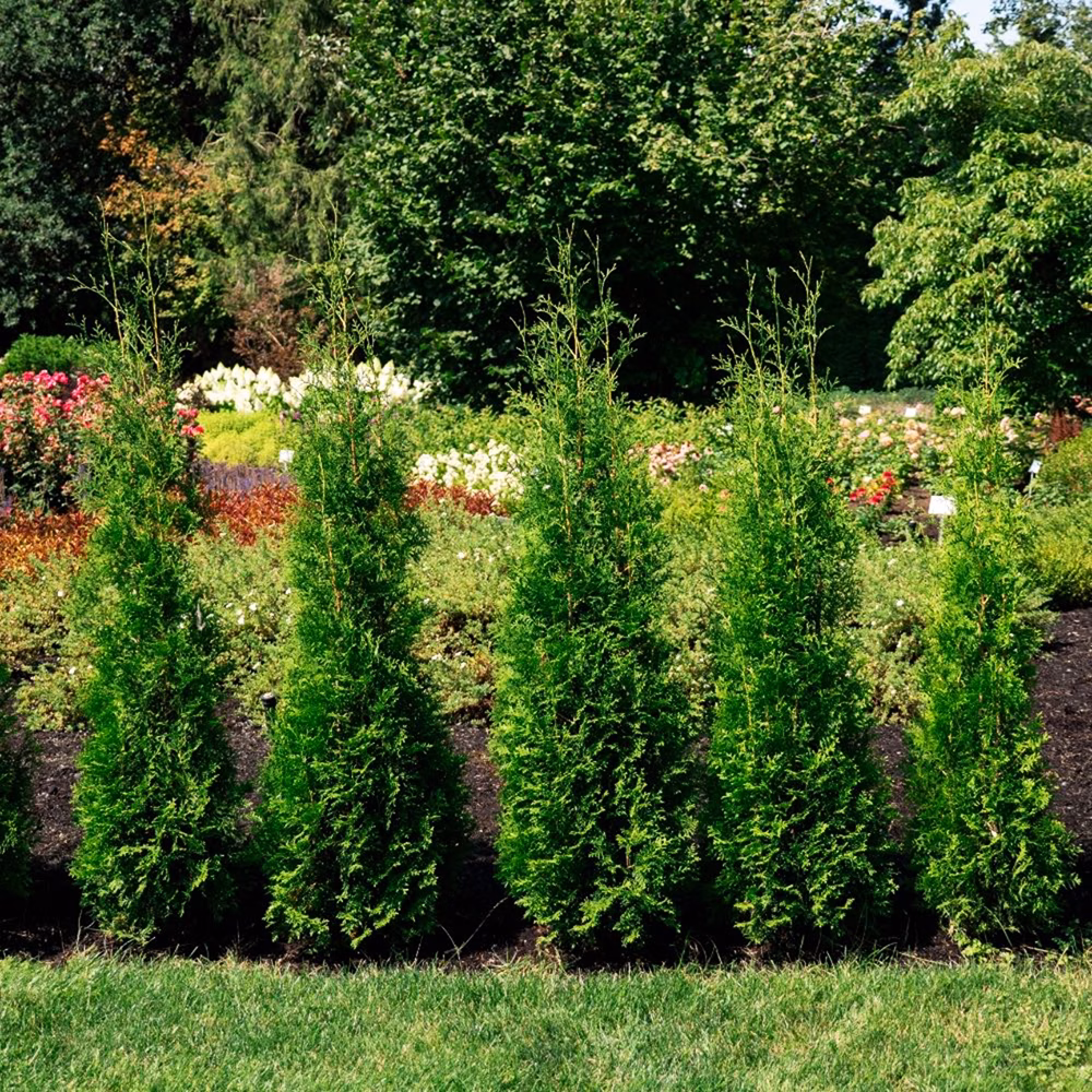 Private Jet™ Arborvitae
