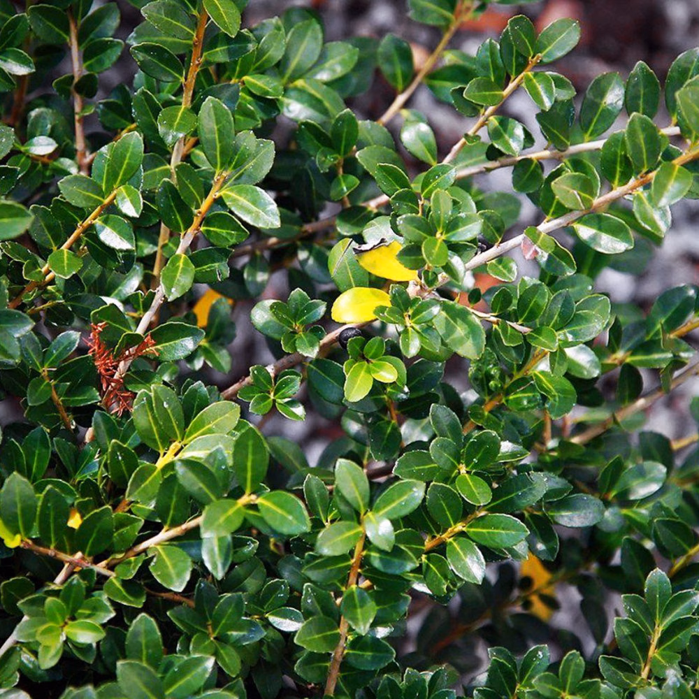 Green Luster Japanese Holly - thumbnail 2