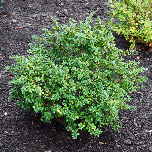 Green Luster Japanese Holly - thumbnail 3