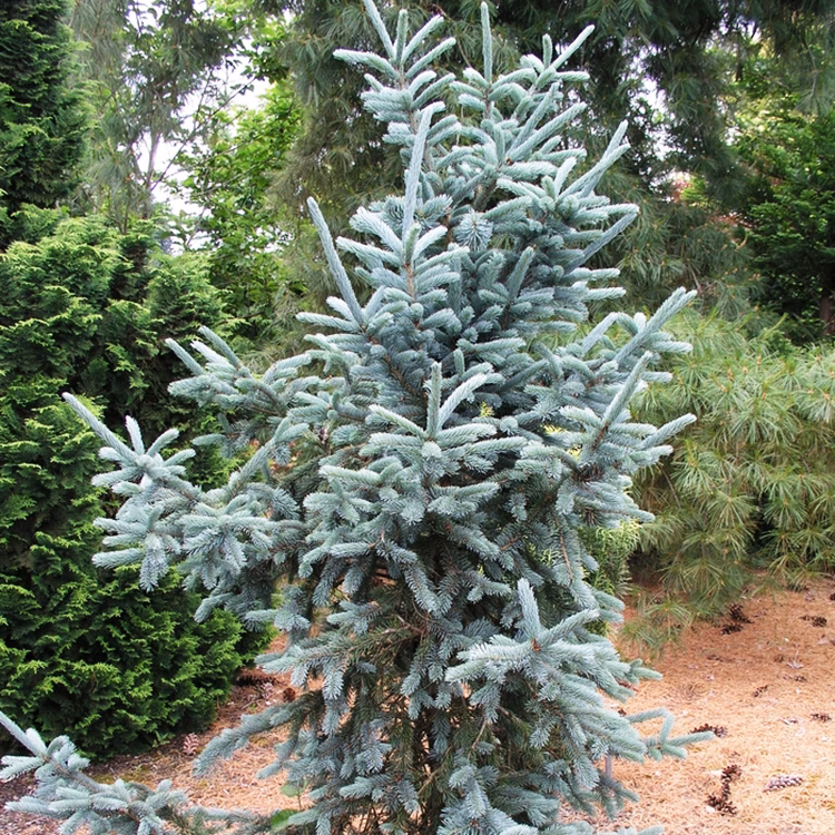 Vanderwolf’s Blue Pyramid Spruce