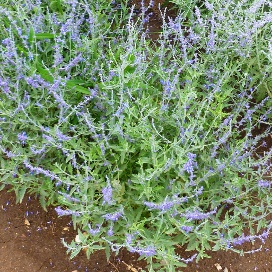 CrazyBlue Russian Sage - thumbnail 4
